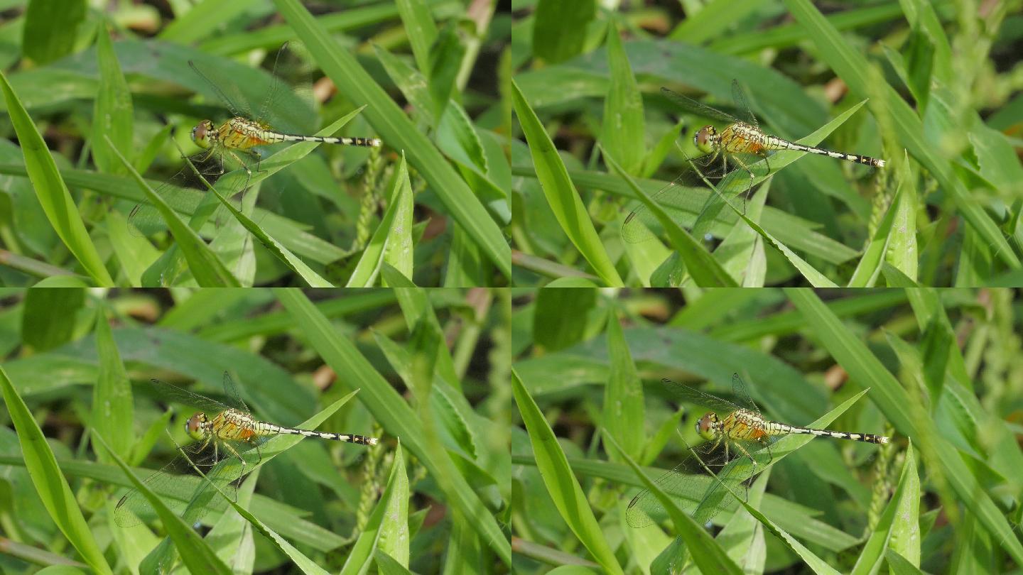 湿地中的白蛉。草叶子上的蜻蜓