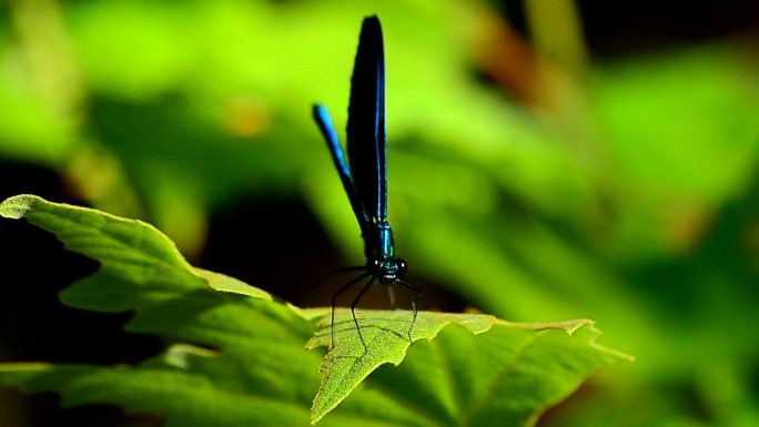 蜻蜓Calopteryx virgo特写