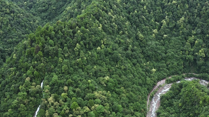 自然生态天然林业保护山川河流原始森林植被