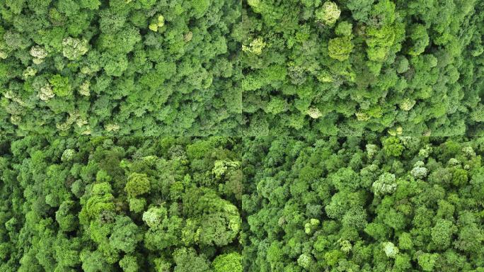 自然生态天然林业保护原始森林植被覆盖