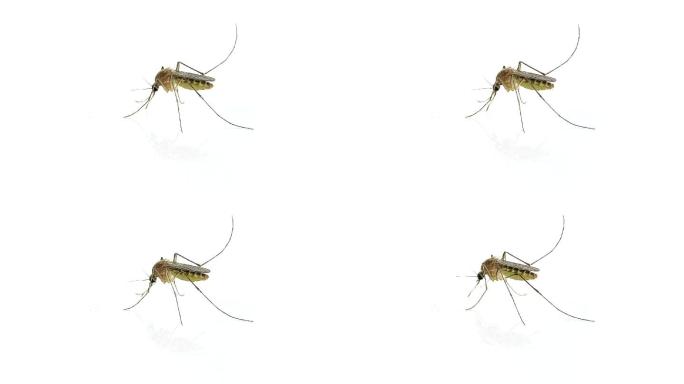 蚊子传播疾病叮咬