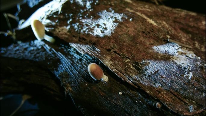 野生菌菇生长延时摄影