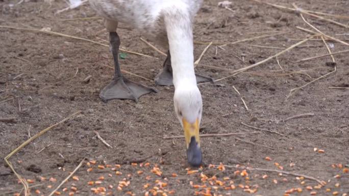 野生动物救助站受伤天鹅喂食玉米动物保护