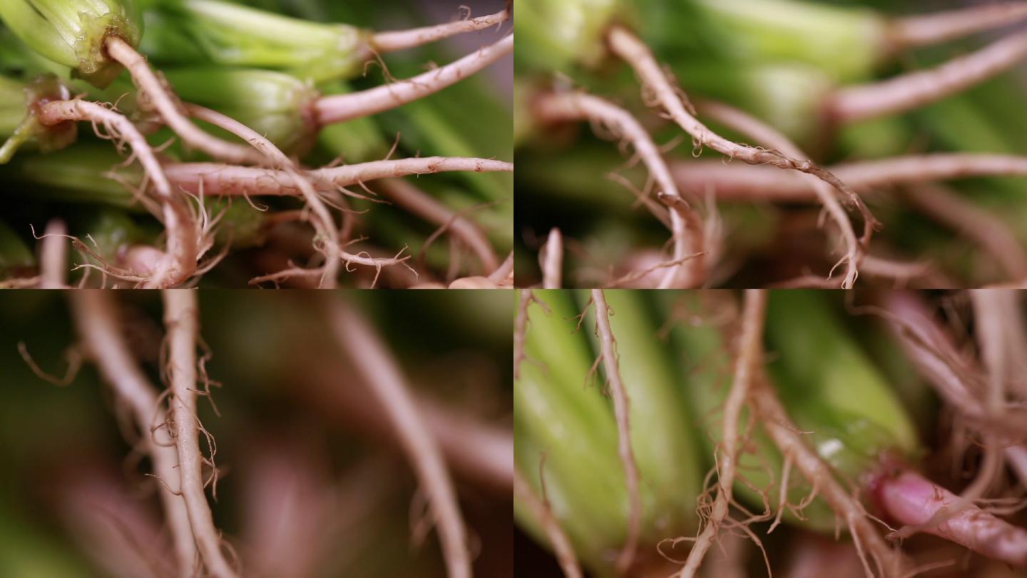 【镜头合集】微距菠菜香菜菜根根茎