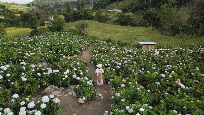 4K超高清航拍女子在绣球花花园中行走