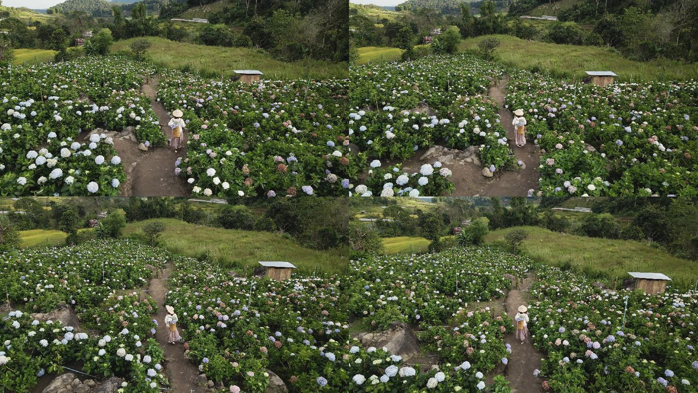 4K超高清航拍女子在绣球花花园中行走