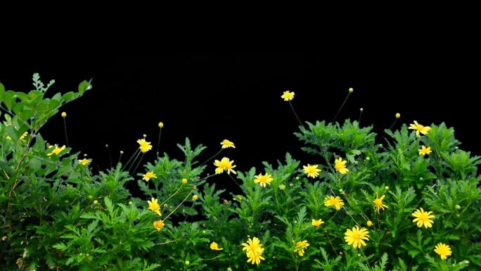 实拍带通道花草动态黄色小花黄色菊花