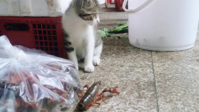 小龙虾和小猫 猫玩耍