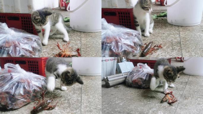小龙虾和小猫 猫玩耍