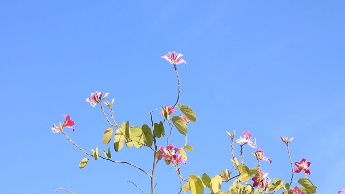 粉红色的花盛开的花