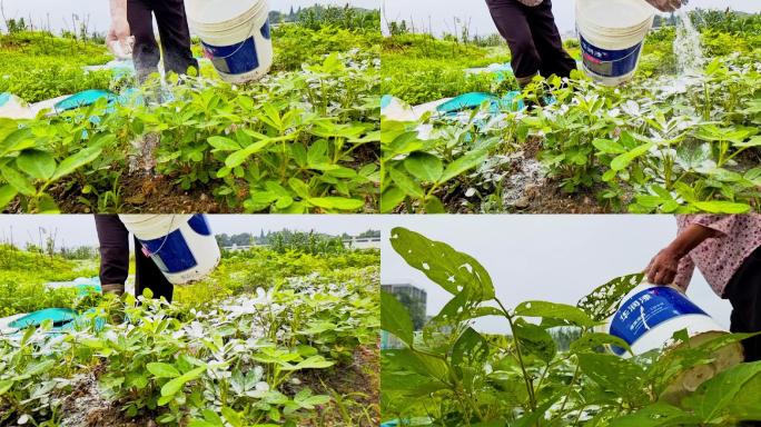 花生苗生石灰防虫