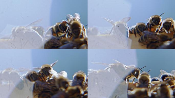 蜜蜂在蜂巢的木栅上行走