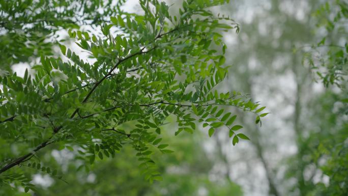 4k植物特写大自然美景唯美空境