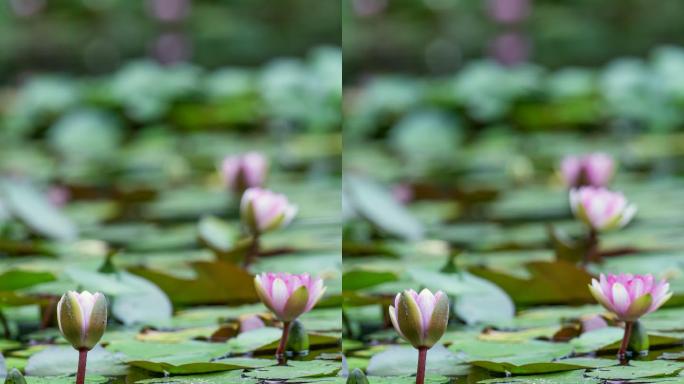 睡莲开花延时竖幅