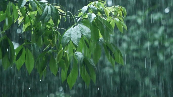 下雨天的树叶，雨中打伞的行人视频素材