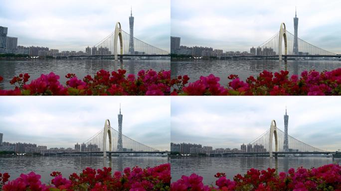 广州城市中心广州塔猎德桥和三角梅4K