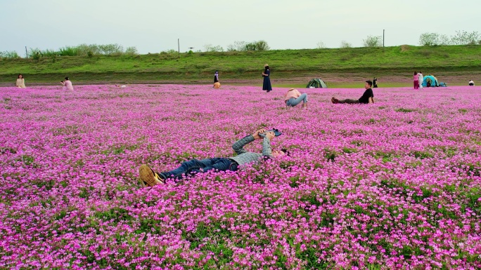 户外自驾旅行露营花海航拍