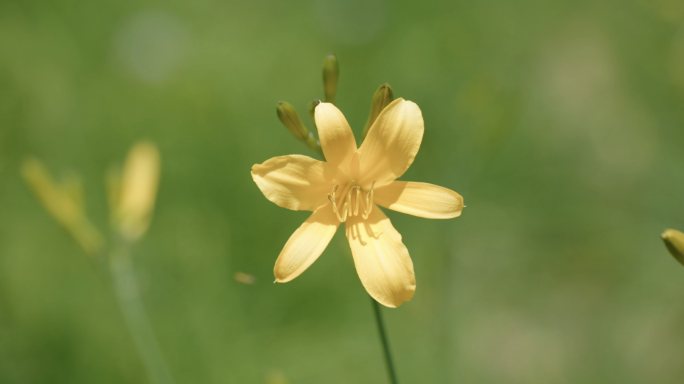 黄花菜萱草忘忧草金针菜