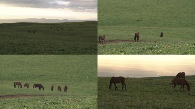 高原草地上的马群C021