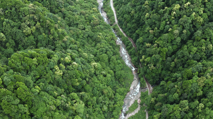 自然生态原始森林山川河流天然林植被覆盖