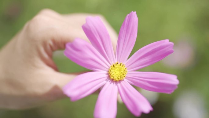 格桑花海