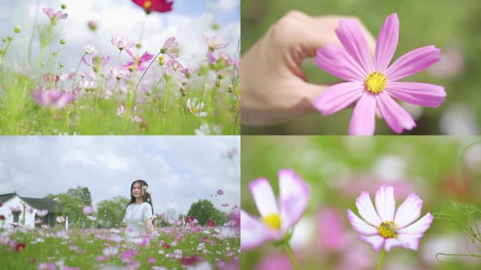 格桑花海