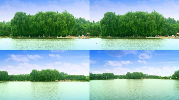 湖边的大柳树
