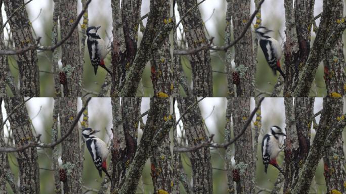 白俄罗斯林地大斑啄木鸟
