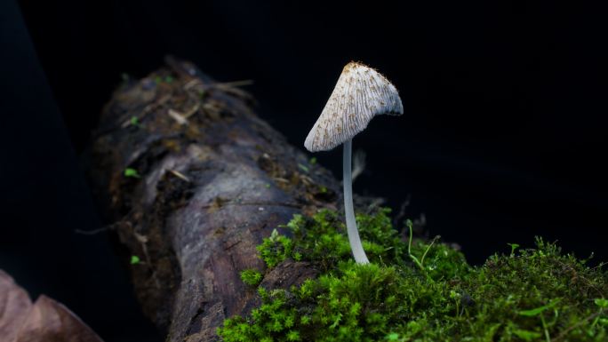 野生菌菇生长环境延时