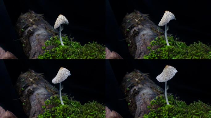 野生菌菇生长环境延时