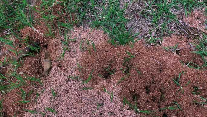 超大蚁穴特写观察蚂蚁搬家1