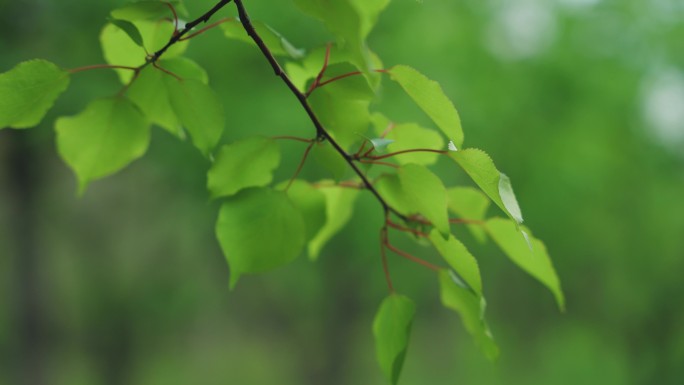 4k植物特写大自然美景唯美空境