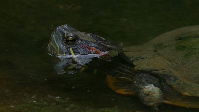 池塘里的黑沼泽龟青蛙