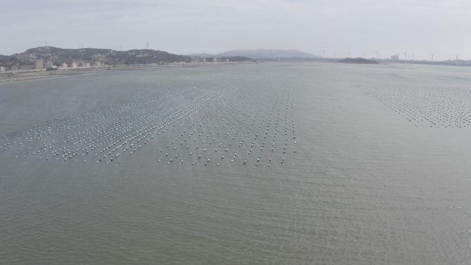 海蛎浮标 海产海蛎养殖4k航拍灰度