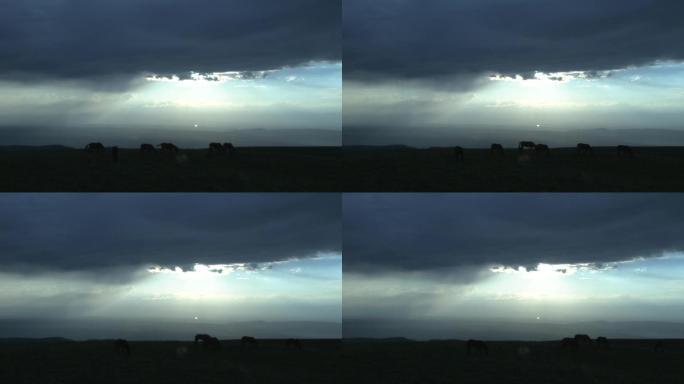 云层下的牛群 逆光 光影C021