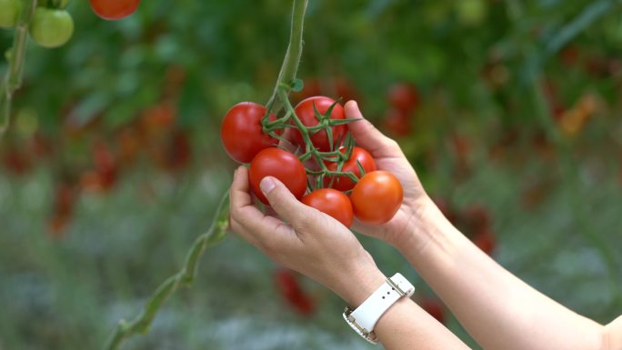 工人们正在收集西红柿