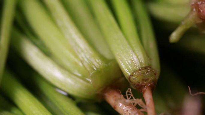 【镜头合集】膳食纤维绿色蔬菜菠菜