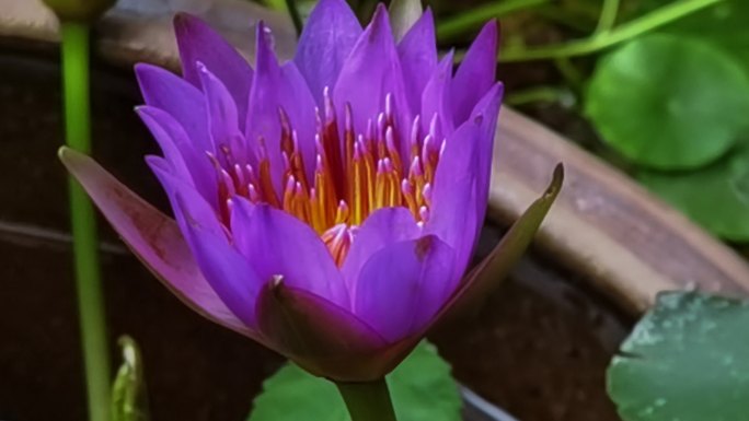 紫色莲花开花延时