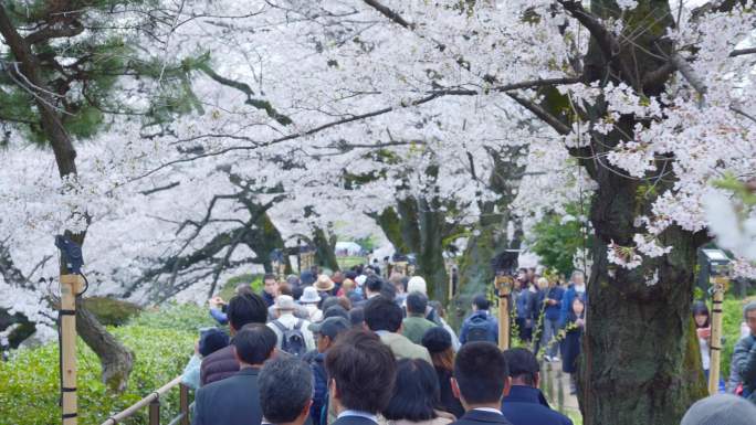 东京上野公园樱花节