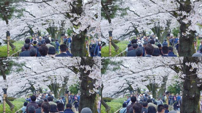东京上野公园樱花节