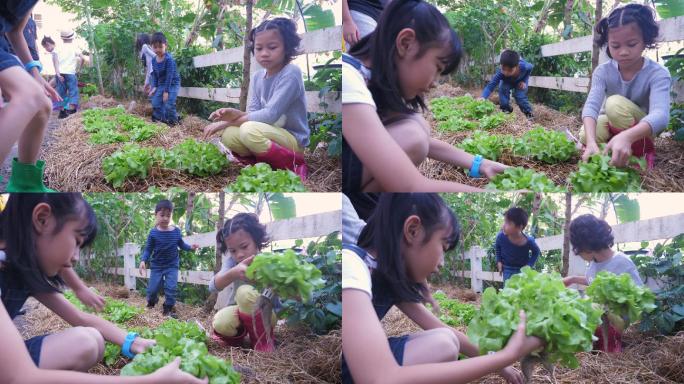 一群亚洲孩子喜欢在花园农场种植新鲜的有机莴苣蔬菜，学习环境和教育理念