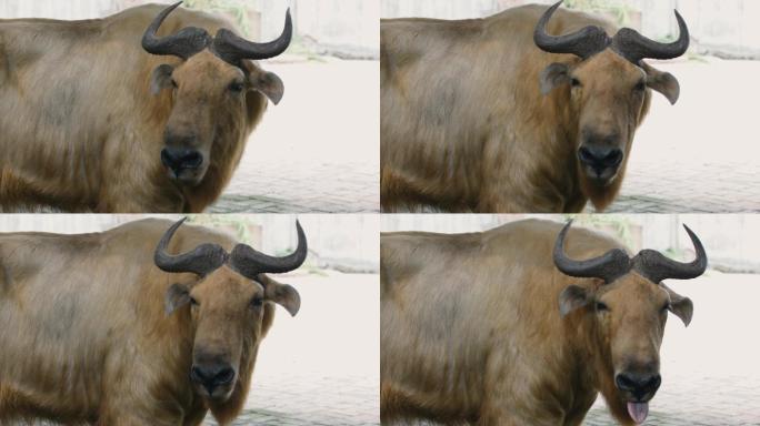 陕西四宝之一的羚牛