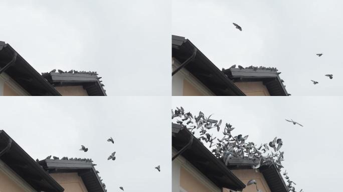 从屋顶上起飞的鸟群