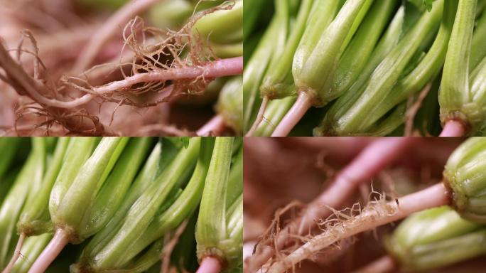 【镜头合集】根须蔬菜植物根部微距特写