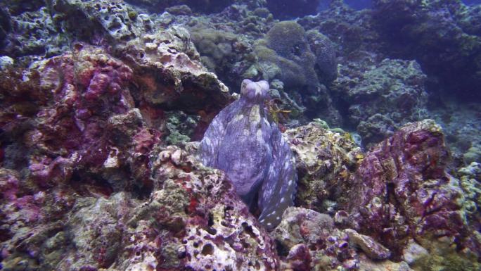 伪装在珊瑚礁上的章鱼