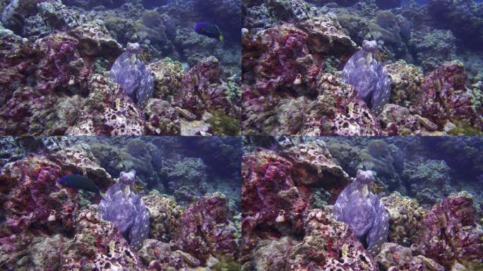 伪装在珊瑚礁上的章鱼