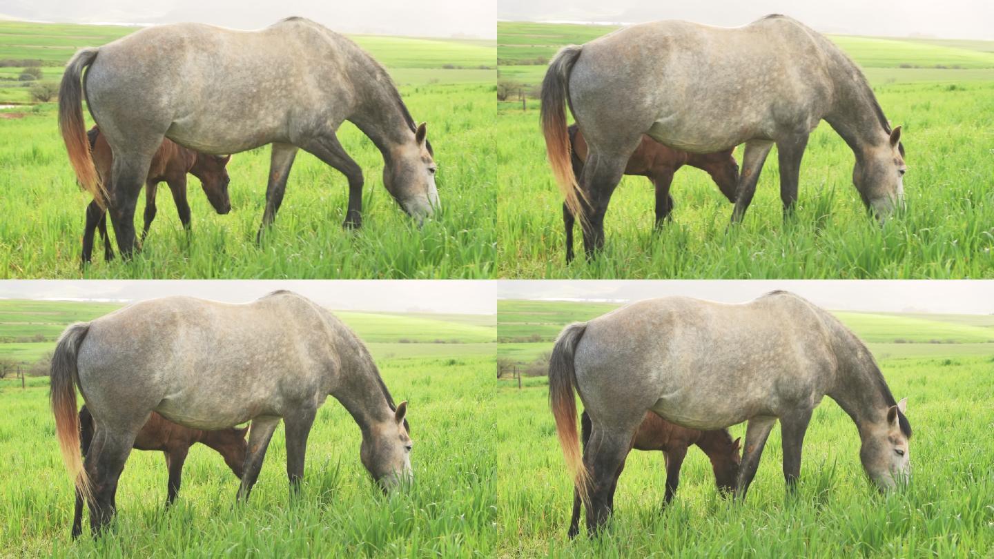 在牧场上吃草的母马和小马驹