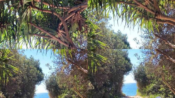 透过热带树木欣赏岛屿海景