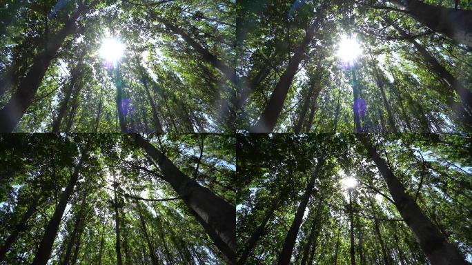 唯美森林树林仰拍大自然B