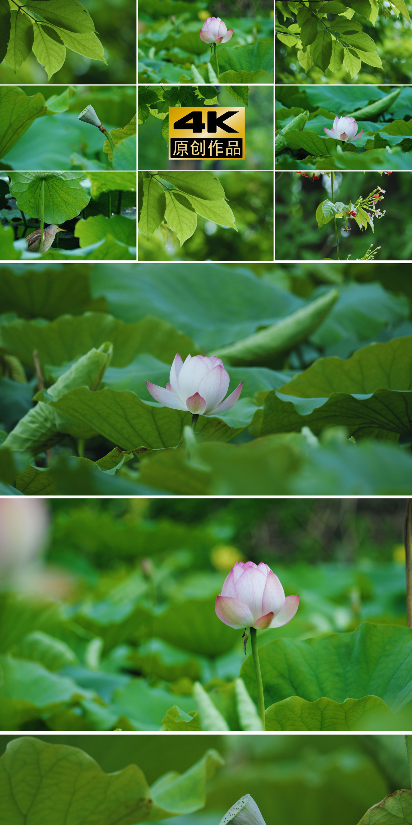 4k花荷花节气莲蓬莲子夏天绿植唯美空镜